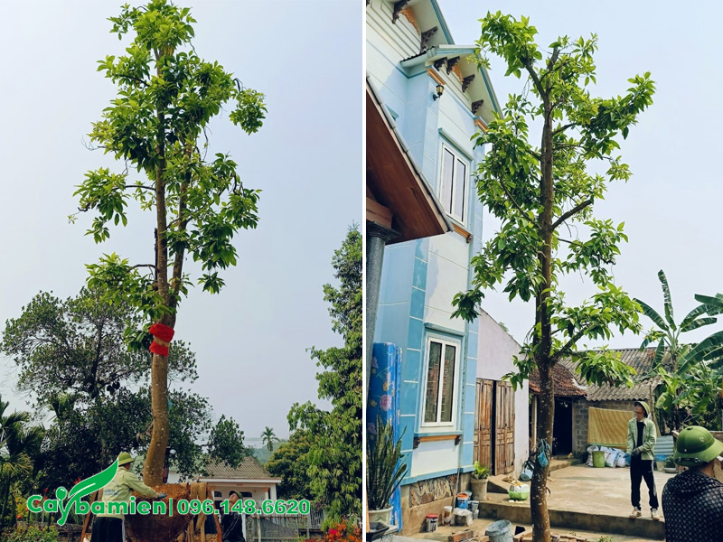 Trồng cây ngọc lan lớn trước nhà