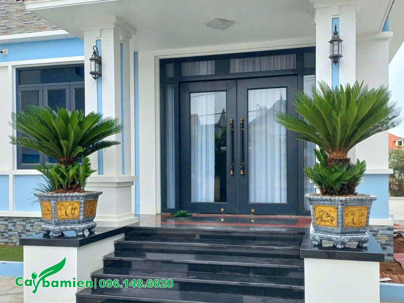 Hai chậu cây Vạn Tuế trồng trước cửa nhà