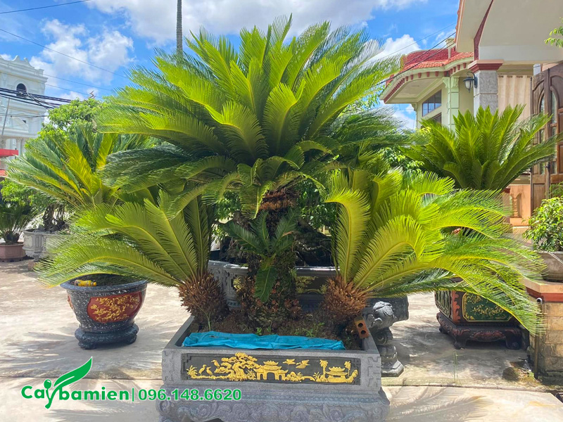 Chậu cây Vạn Tuế nhiều thân trồng trong chậu lớn