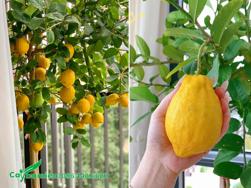 Cây sum suê trái tượng trưng cho tài lộc