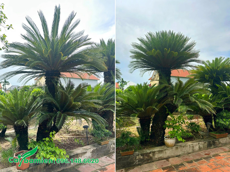 Cây Vạn Tuế cổ thụ 2 thân