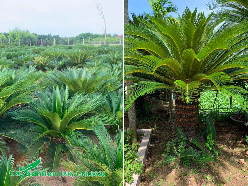 Cây Vạn Tuế cảnh lóng thân cao 30 - 50cm