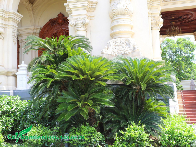 Cụm cây Vạn Tuế cổ thụ cao hơn 2m trồng cho biệt thự, lâu đài