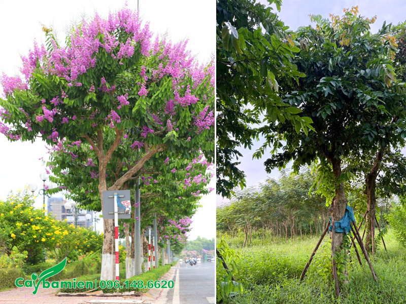 Cây hoa bằng lăng tím công trình, đường kính gốc 20 - 25cm