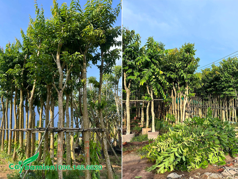 Vườn cây bằng lăng công trình đã dâm ủ, thoát thân cao hơn 2m