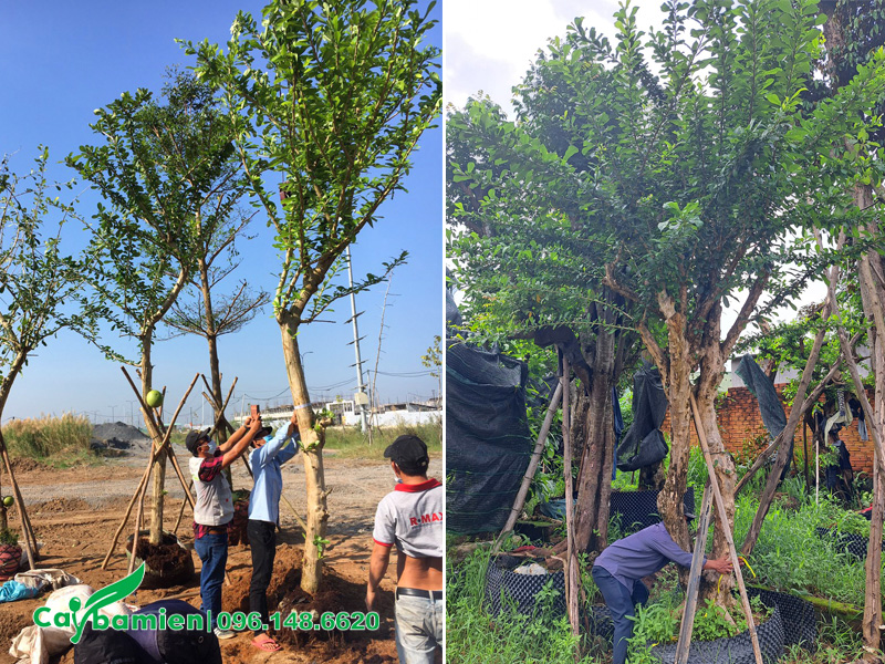 Bán cây Đào Tiên công trình đã dâm ủ kỹ, khả năng thích nghi tuyệt vời