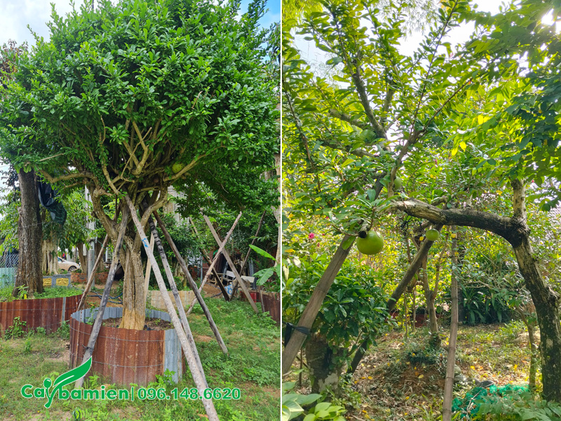 Cây Đào Tiên cổ thụ đã dưỡng ủ thời gian dài