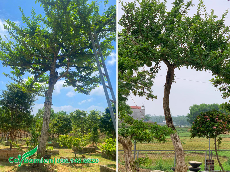 Cây đào tiên thoát thân 3 - 4m trồng trước nhà