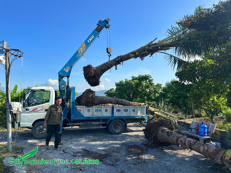 Xe cẩu đã chở cây đến nơi và tập kết tại một vị trí đất trống râm mát