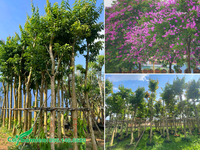 Vườn dưỡng ủ cây bằng lăng công trình cao 5m