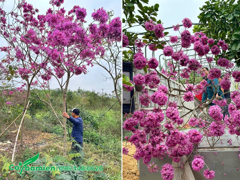 Bứng và bán cây phong linh tím công trình