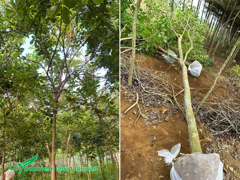 Mua cây hoa phong linh tím bứng thẳng tại vườn, đường kính gốc 10cm