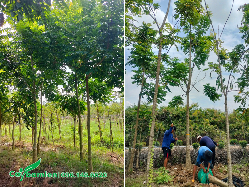Vườn trồng cây Sò Đo Cam công trình đường kính gốc 8 - 15cm