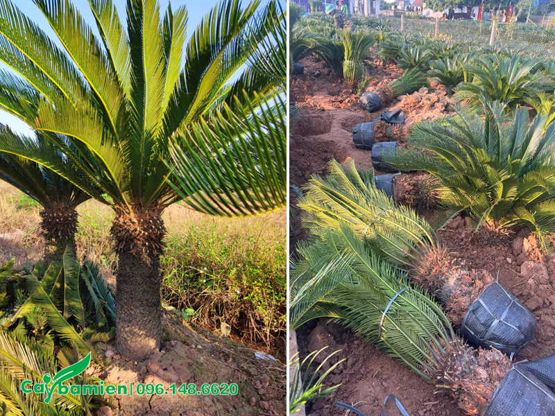 Vườn cây Vạn Tuế lâu năm, lộ thân 40 - 50cm