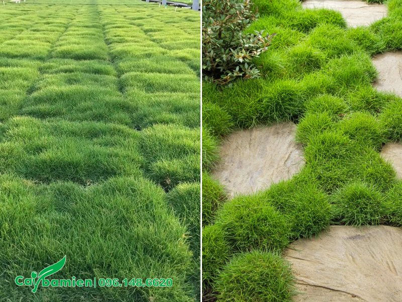 Bán và trồng cỏ lông heo cho sân vườn biệt thự