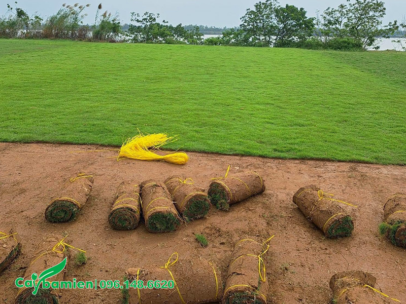 Thu hoạch những thảm cỏ nhung nhật kích thước 50cm - 1m