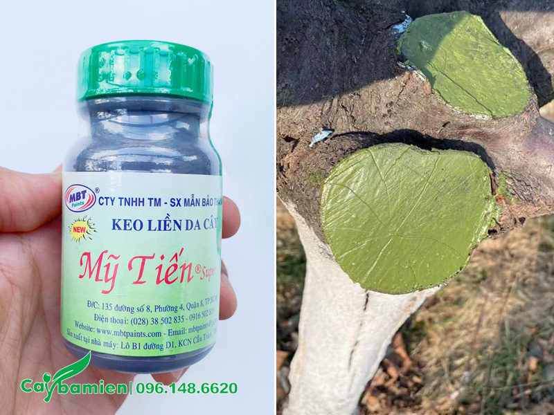 Bôi keo liền sẹo cho cây