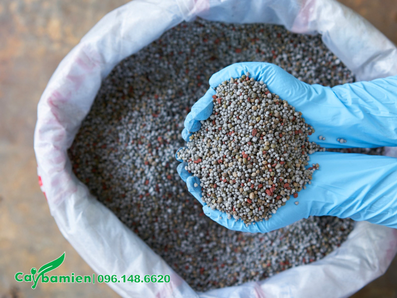 Bổ sung phân vi lượng cho cây Vạn Tuế bị vàng lá