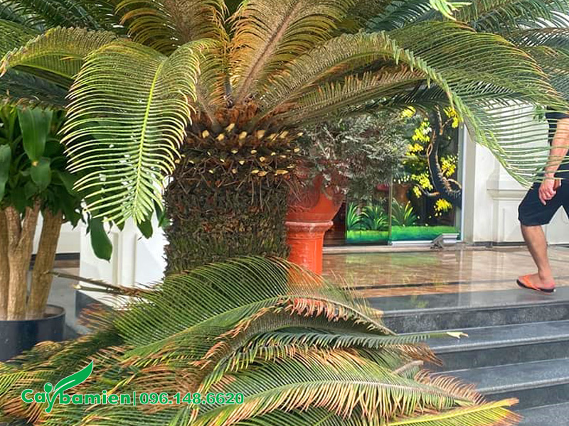 Cây Vạn Tuế bị rệp nặng, khiến lá bị vàng