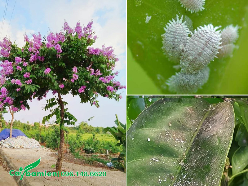 Sâu bệnh thường gặp trên cây hoa bằng lăng tím