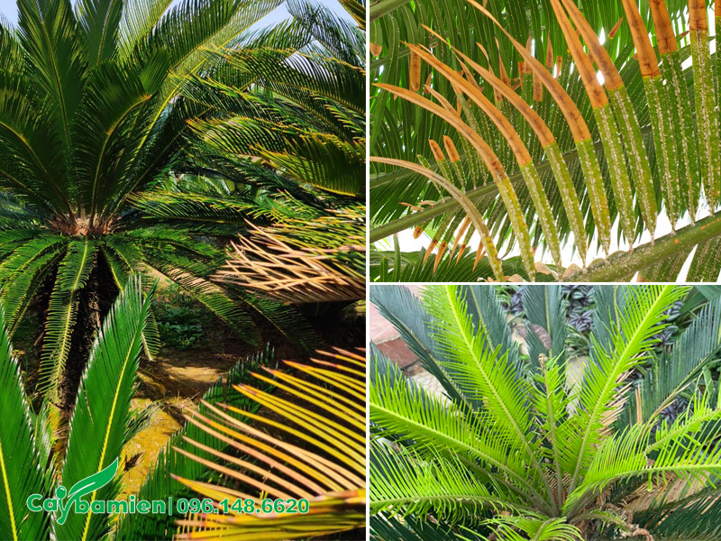 Vàng lá, rệp hại và sâu ăn lá là những loại sâu bệnh thường gặp trên cây Vạn Tuế