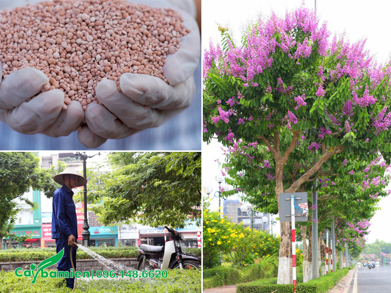 Bón phân kích thích cây bằng lăng ra hoa nhiều và đẹp