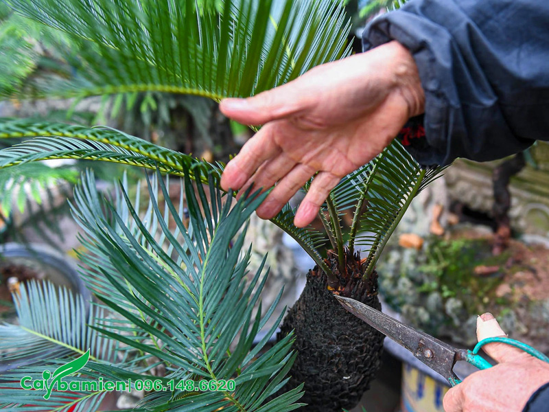 Cắt tỉa cho chậu cây bonsai bán Tết