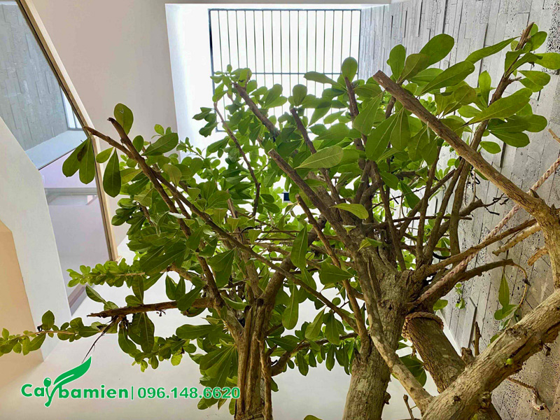 Đào tiên trồng dưới giếng trời có khả năng lấy sáng tốt