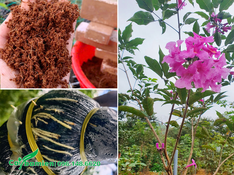 Cây giống phong linh tím đang ra hoa