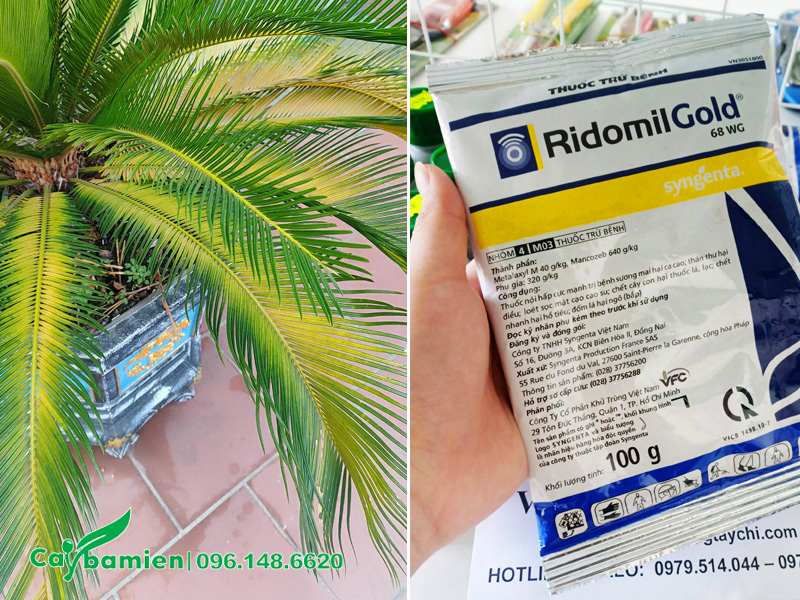 Cách cứu cây Vạn Tuế bị vàng lá do úng nước