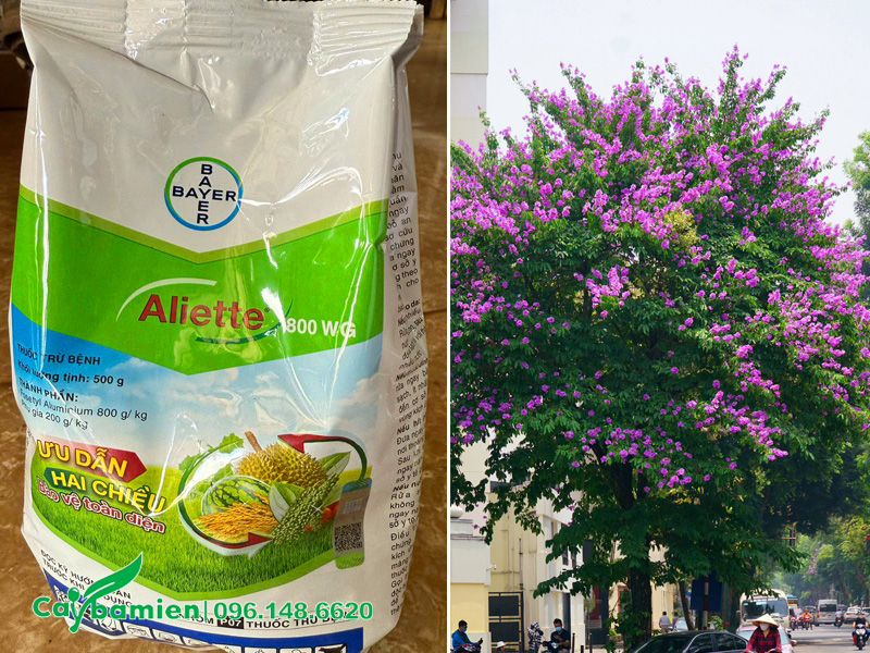 Cây bằng lăng cổ thụ ra hoa siêu đẹp