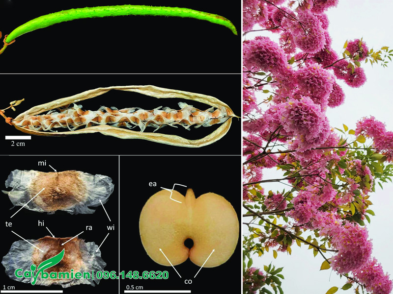 Nhân giống cây phong linh tím bằng hạt