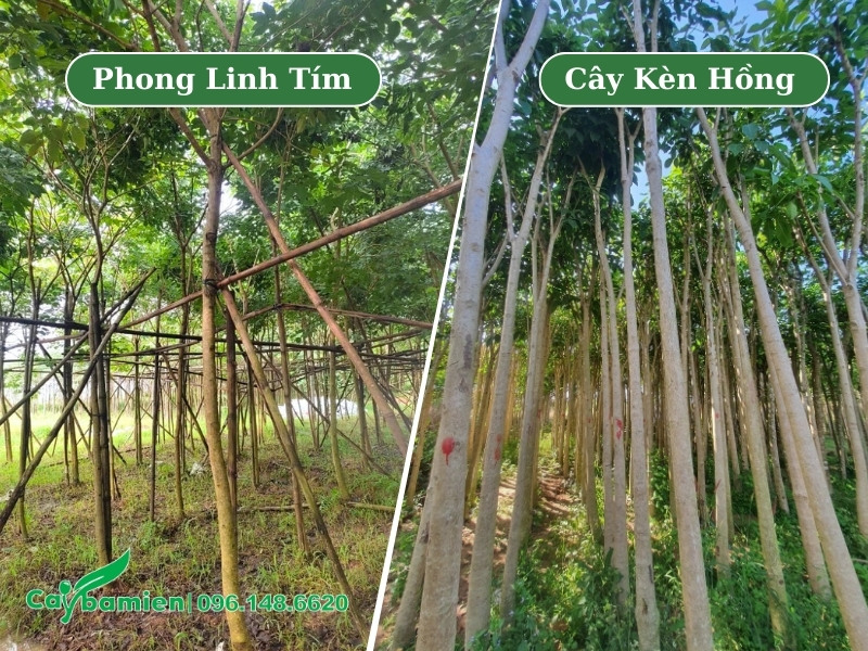 Hình thái thân cây phong linh tím và cây kèn hồng