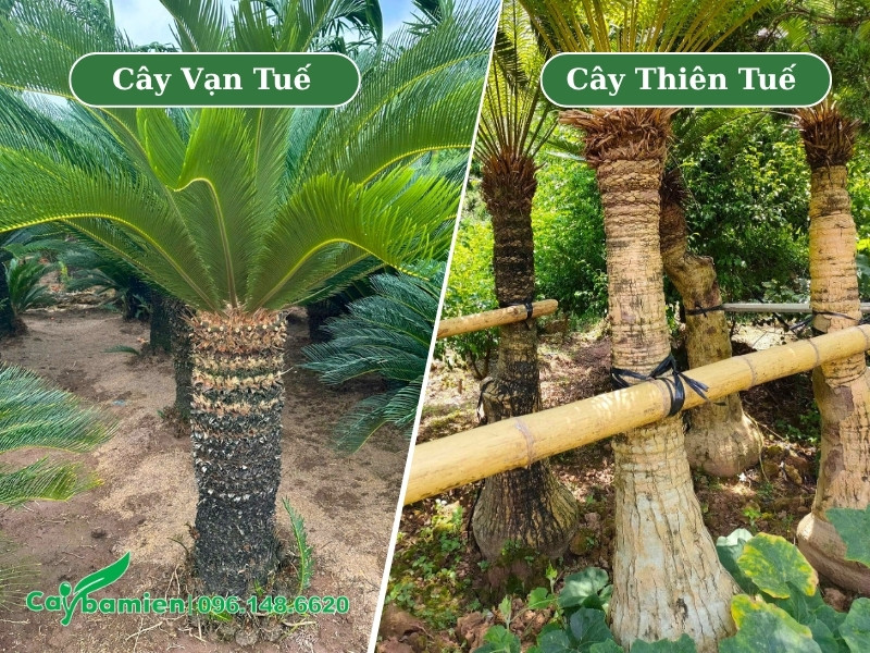 So sánh hình ảnh thân cây vạn tuế và cây thiên tuế