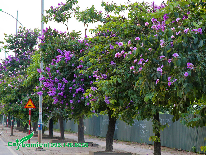 Hàng cây hoa bằng lăng tím công trình trồng trên vỉa hè đường phố