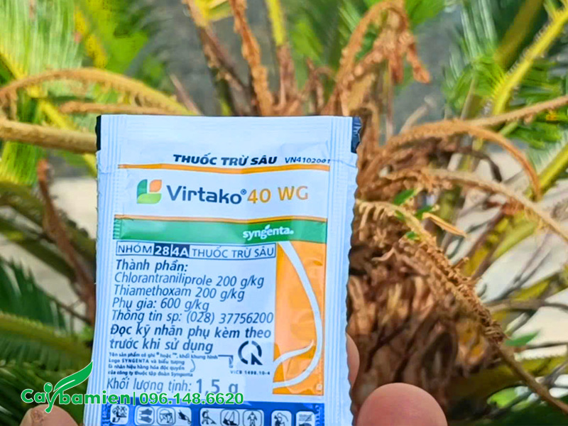 Phun thuốc đặc trị sâu ăn lá trên cây Vạn Tuế