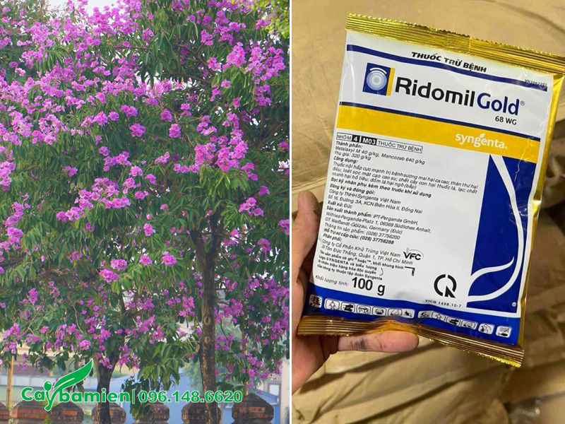 Cách phòng trị sâu bệnh trên cây bằng lăng tím công trình