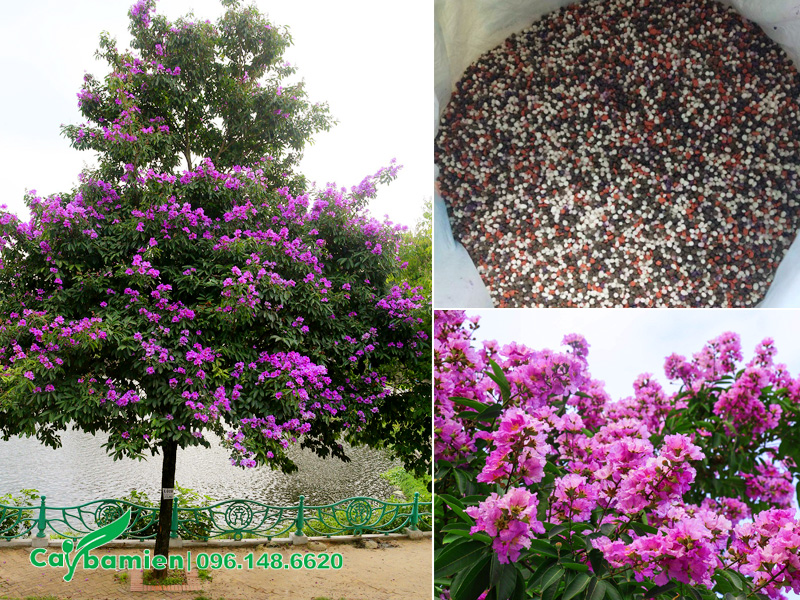 Cách phòng sâu bệnh trên cây bằng lăng tím để cây ra hoa nhiều và đẹp