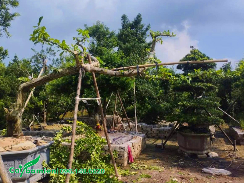 Cây Đào Tiên cổ thụ trồng chậu, dáng bàn trà siêu đẹp