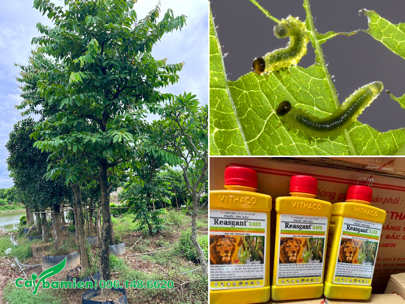 Cách phòng trị sâu bệnh trên cây bằng lăng nước công trình