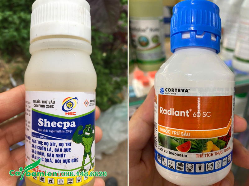 Cách trị sâu đục thân trên cây hoa bằng lăng tím công trình