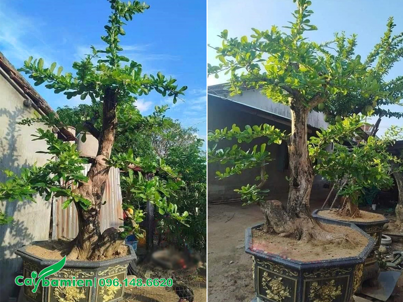 Trồng cây Đào Tiên trong chậu, cao 2m