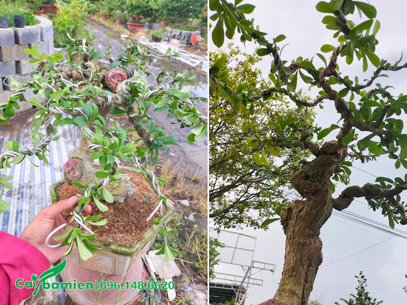 Quấn dây nhôm vào cành và uốn tạo dáng cho cây đào tiên trồng chậu