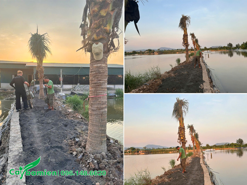 Trải thêm lớp đất màu tơi xốp để cải tạo độ chua cho đất trồng