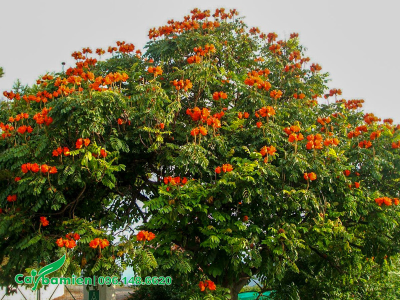 Cành lá của cây Sò Đo Cam có độc không? Hình dáng tỏa tròn đều