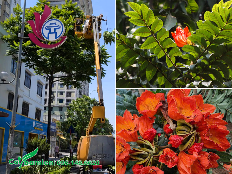 Cắt tỉa cây Sò Đo cam trồng vỉa hè