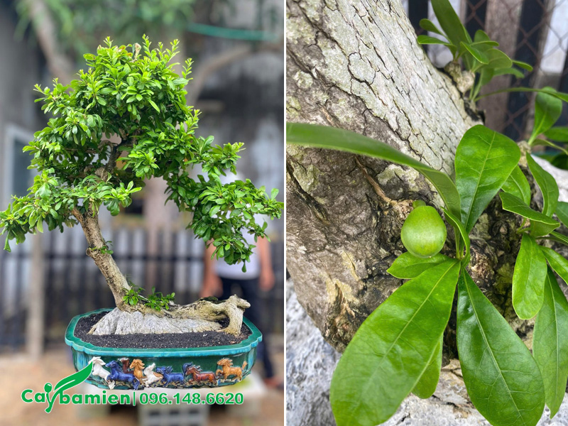 Chậu cây Đào Tiên bonsai siêu đẹp, tính nghệ thuật cao