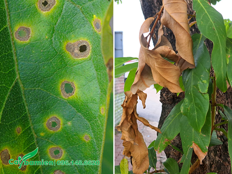 Hình ảnh thực tế cây bằng lăng bị đốm lá, cháy lá