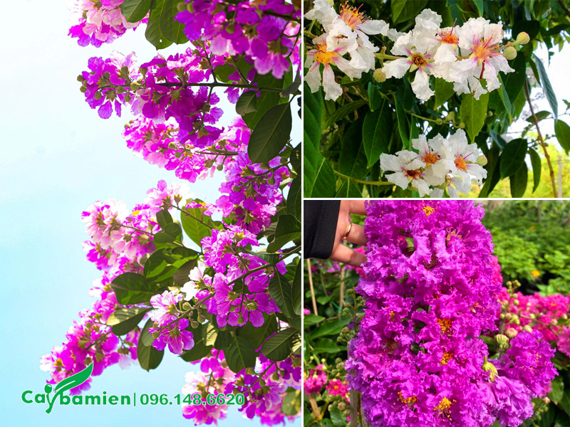 Cây bằng lăng có mấy loại? Cách phân biệt thông qua màu hoa