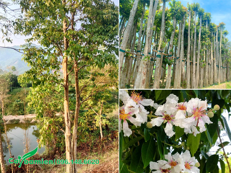 Cây săng lẻ hoa trắng, đường kính gốc 30 - 40cm